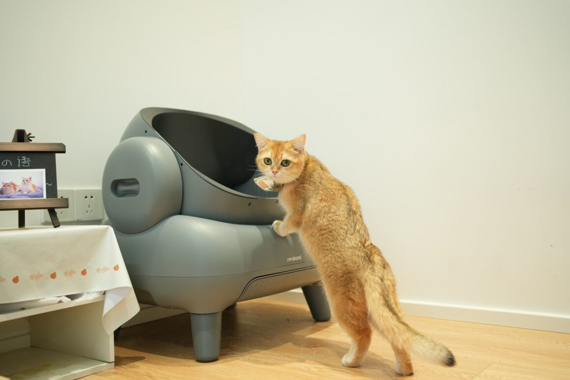The Automatic Litter Box: Everything to Know