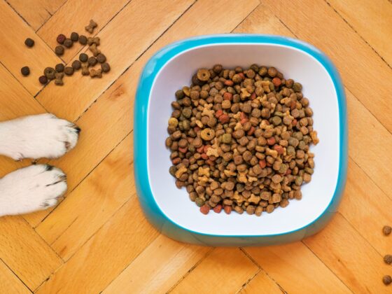 The Best Pet Food Storage Containers for Your Furry Friend