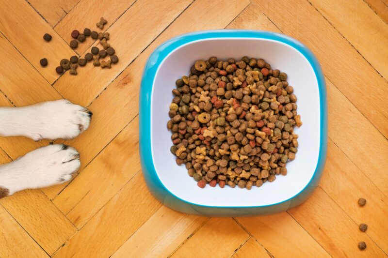 The Best Pet Food Storage Containers for Your Furry Friend