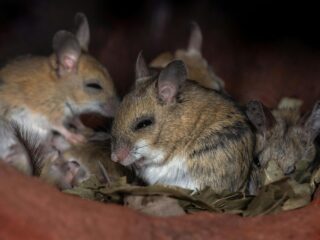 Mouse Repellent for Cars