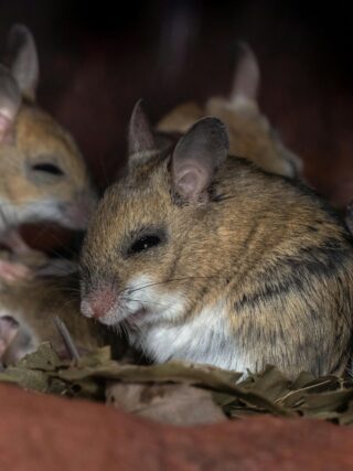 Mouse Repellent for Cars