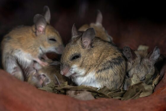 Mouse Repellent for Cars
